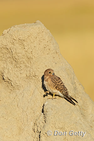 Greater Kestrel