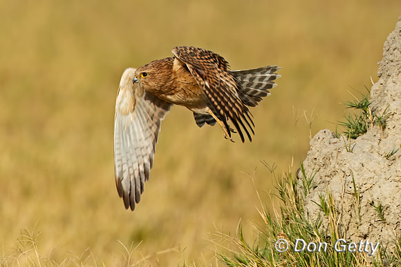Greater Kestrel