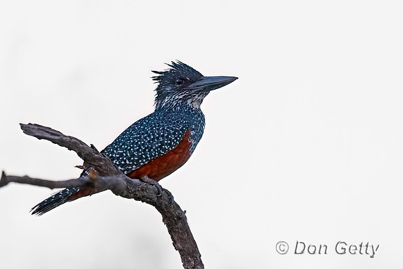 Giant Kingfisher