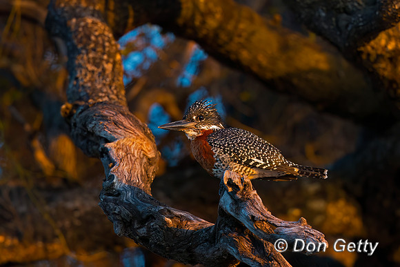 Giant Kingfisher