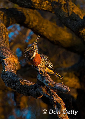 Giant Kingfisher