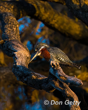 Giant Kingfisher