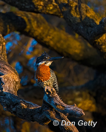 Giant Kingfisher