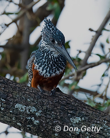 Giant Kingfisher