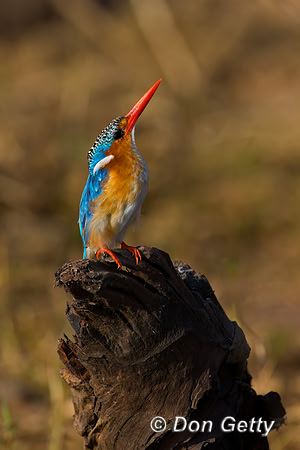 Malachite Kingfisher