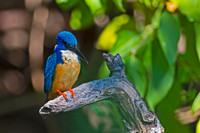 Half-collared Kingfisher