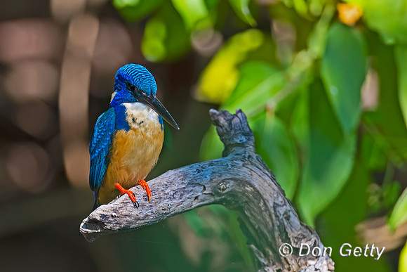 Half-collared Kingfisher