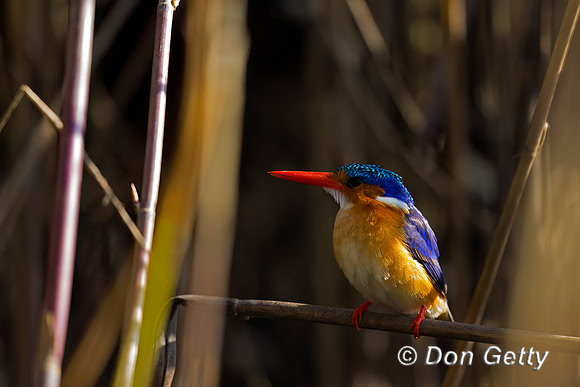Malachite Kingfisher