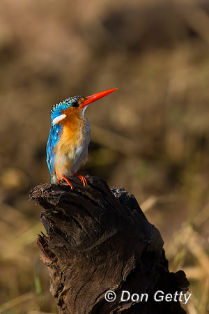 Malachite Kingfisher