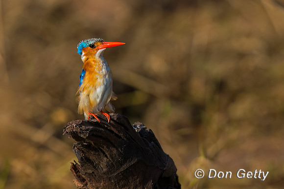 Malachite Kingfisher