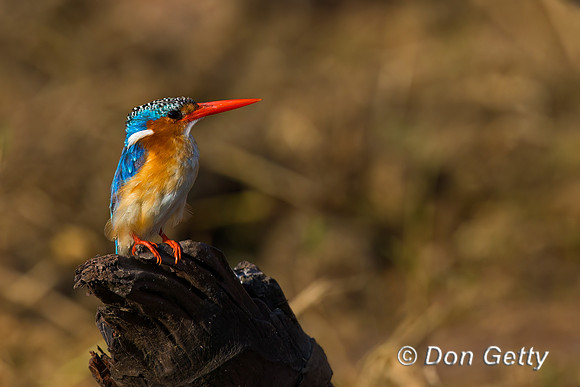 Malachite Kingfisher