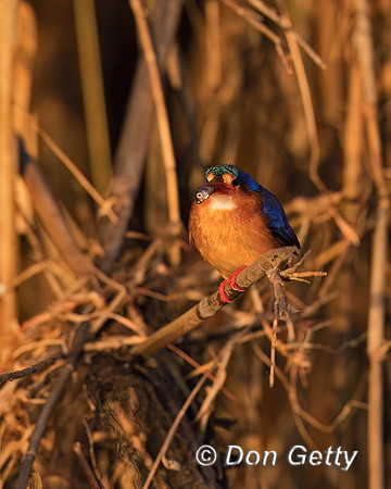 Malachite Kingfisher