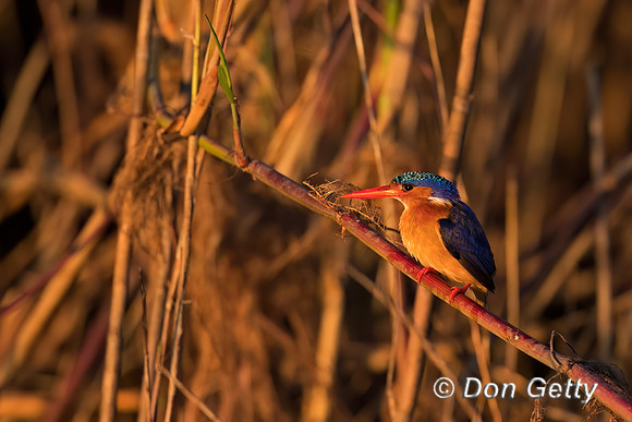 Malachite Kingfisher
