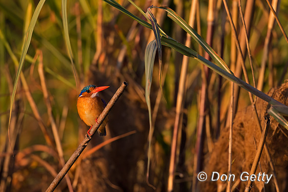 Malachite Kingfisher