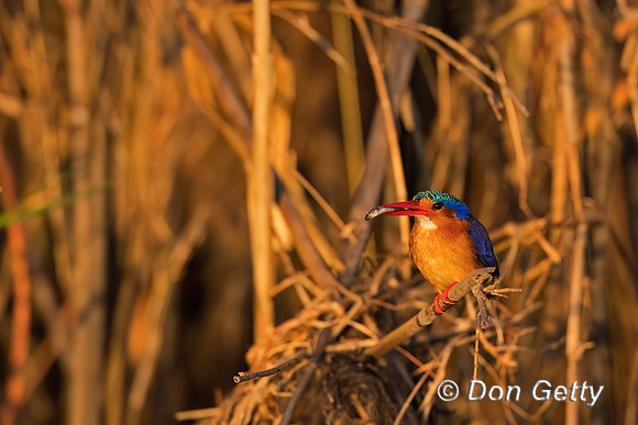 Malachite Kingfisher