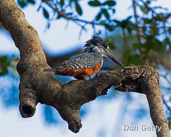 Giant Kingfisher