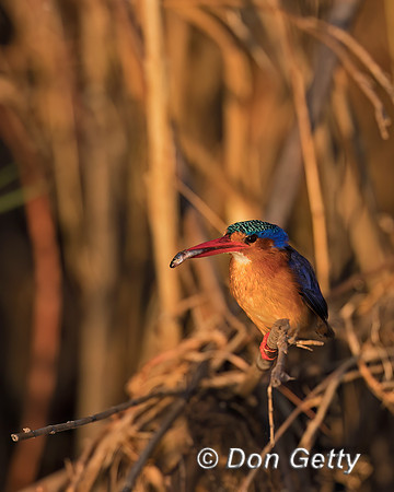 Malachite Kingfisher