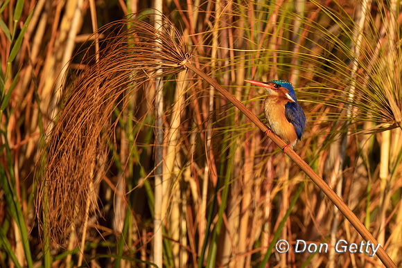 Malachite Kingfisher