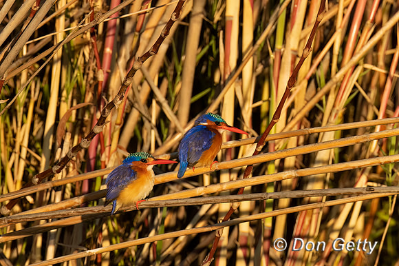 Malachite Kingfisher
