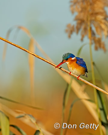 Malachite Kingfisher