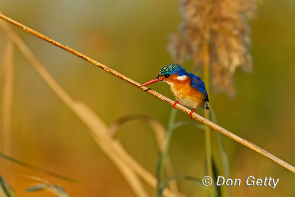 Malachite Kingfisher