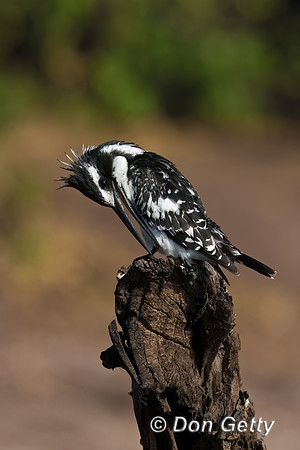 Pied Kingfisher