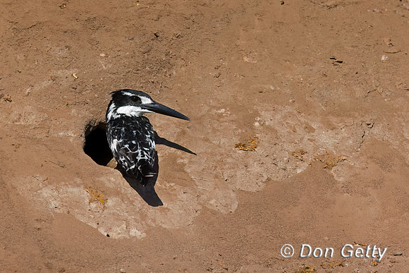 Pied Kingfisher