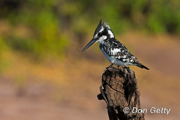 Pied Kingfisher