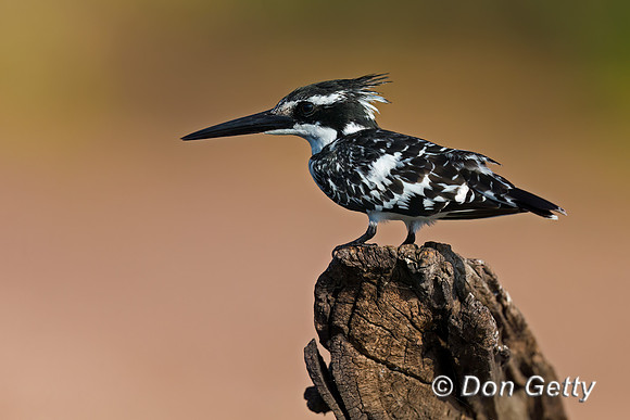 Pied Kingfisher
