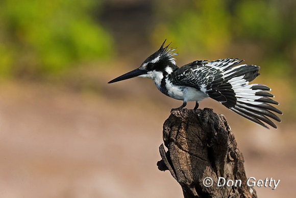 Pied Kingfisher