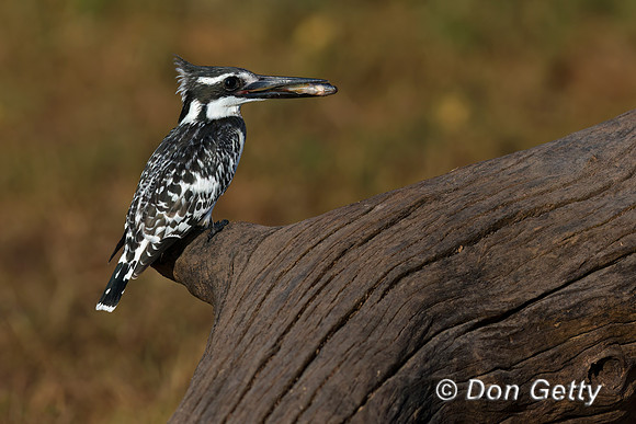 Pied Kingfisher