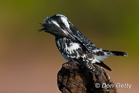 Pied Kingfisher