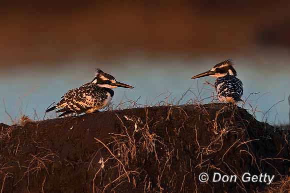Pied Kingfisher