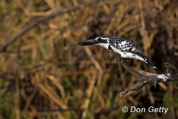 Pied Kingfisher
