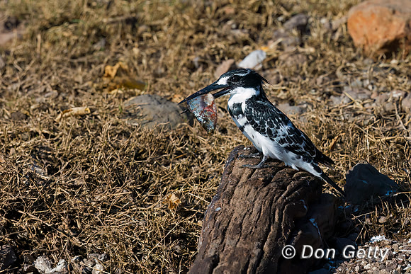 Pied Kingfisher