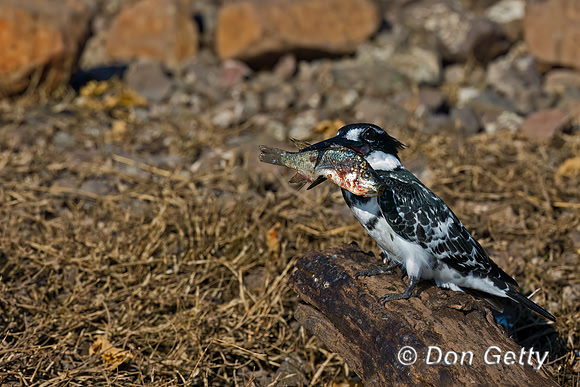 Pied Kingfisher