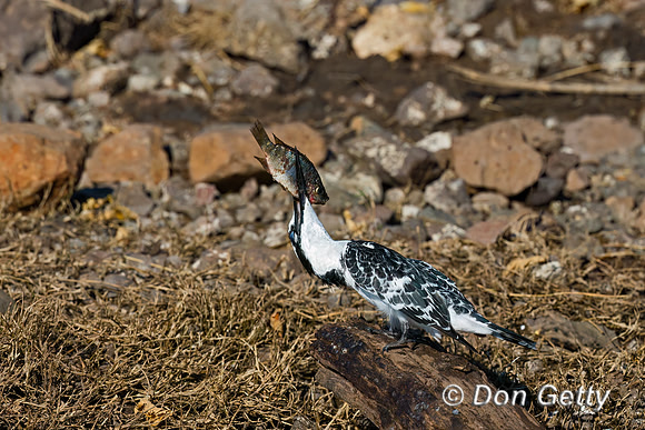 Pied Kingfisher