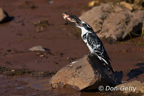 Pied Kingfisher