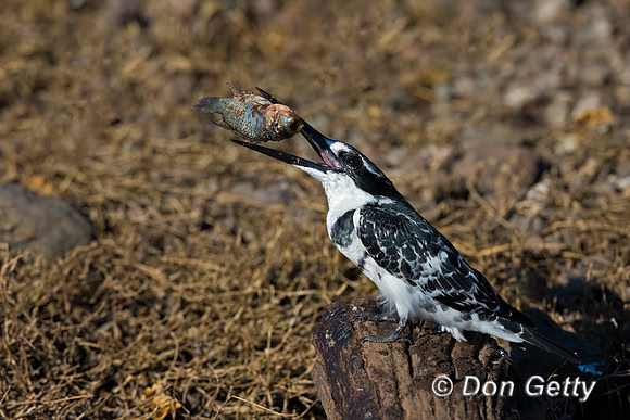 Pied Kingfisher
