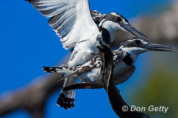 Pied Kingfisher