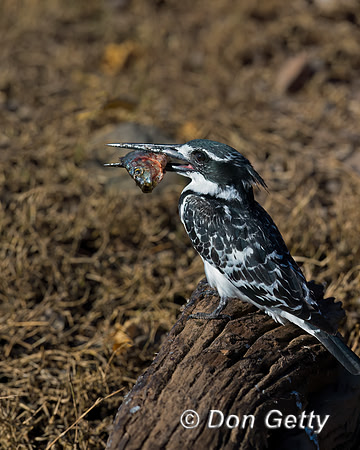 Pied Kingfisher