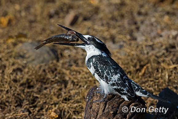 Pied Kingfisher