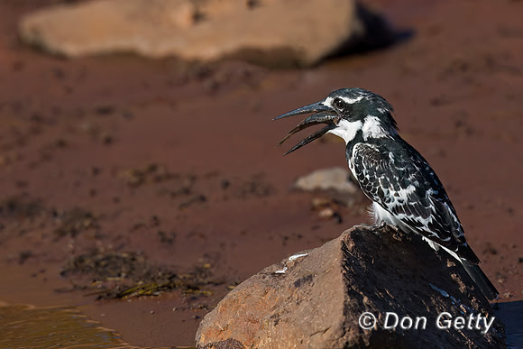 Pied Kingfisher