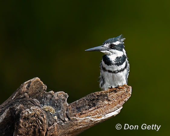 Pied Kingfisher