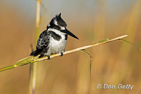 Pied Kingfisher