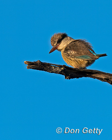 Striped Kingfisher