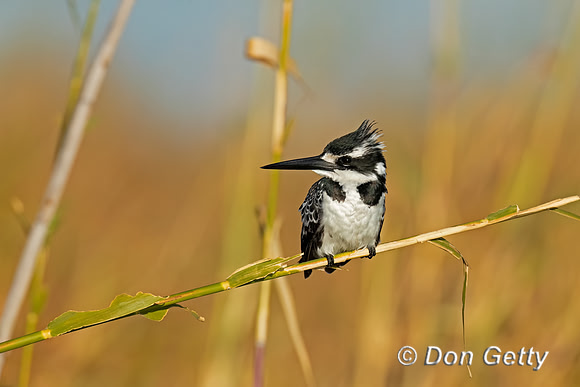 Pied Kingfisher