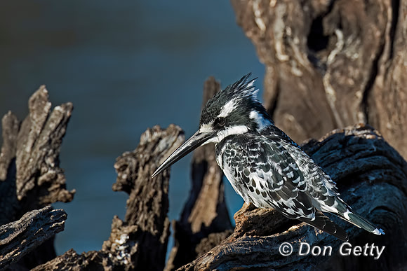 Pied Kingfisher