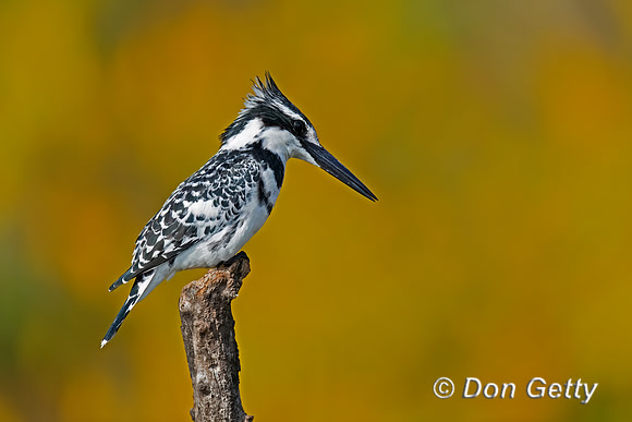 Pied Kingfisher
