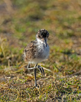 Blacksmith Lapwing